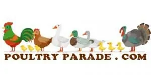 Poultry Parade, keeping chickens, ducks and other poultry