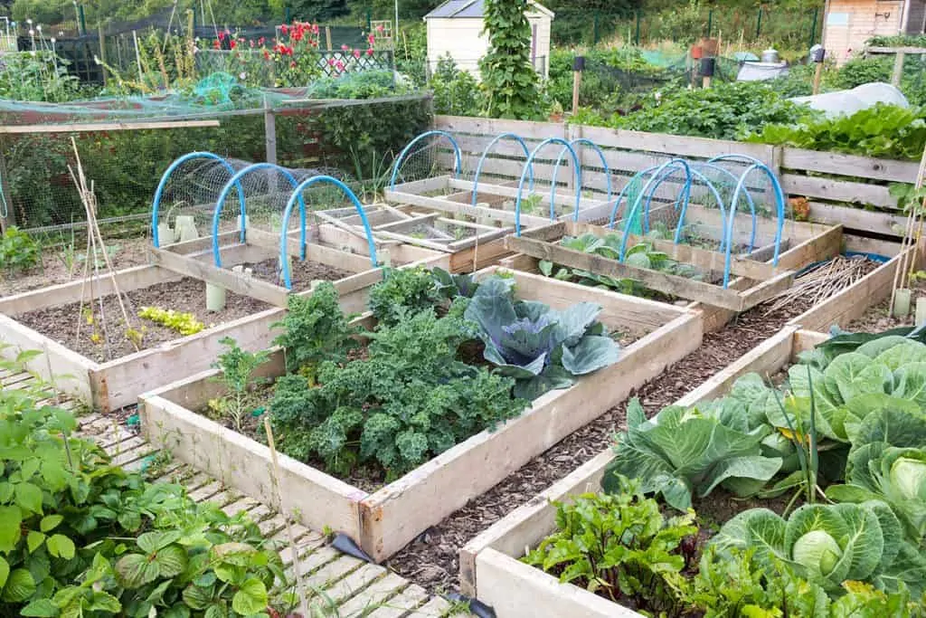 Keeping chickens out of the garden with PVC hoops