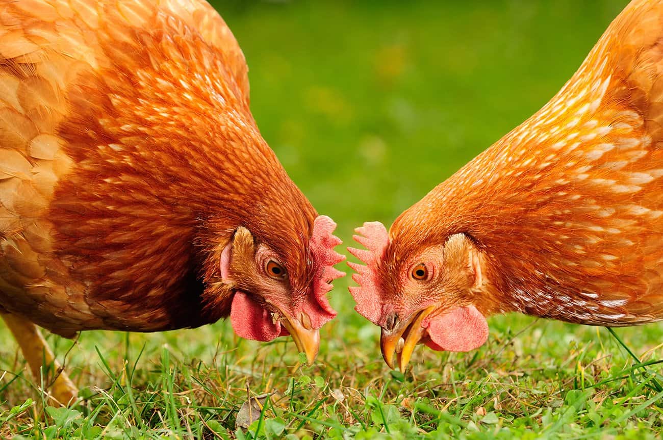 Two Chickens Are Enough But Heres Why You Would Want Three Poultry