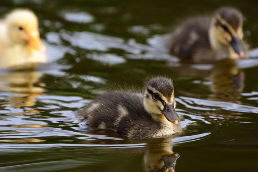 Start ducks