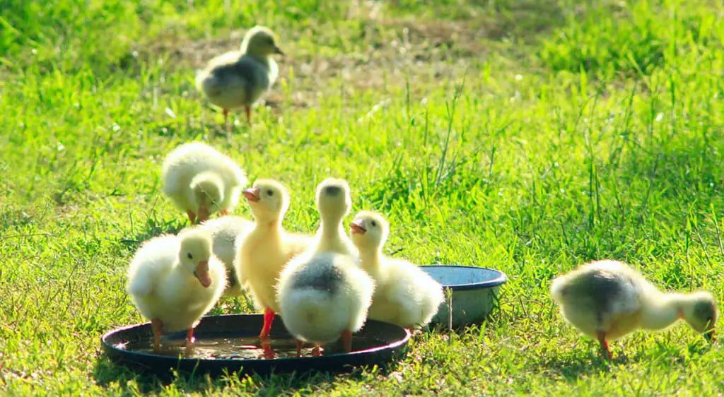 Young goslings drink water from plate on the grass in the village