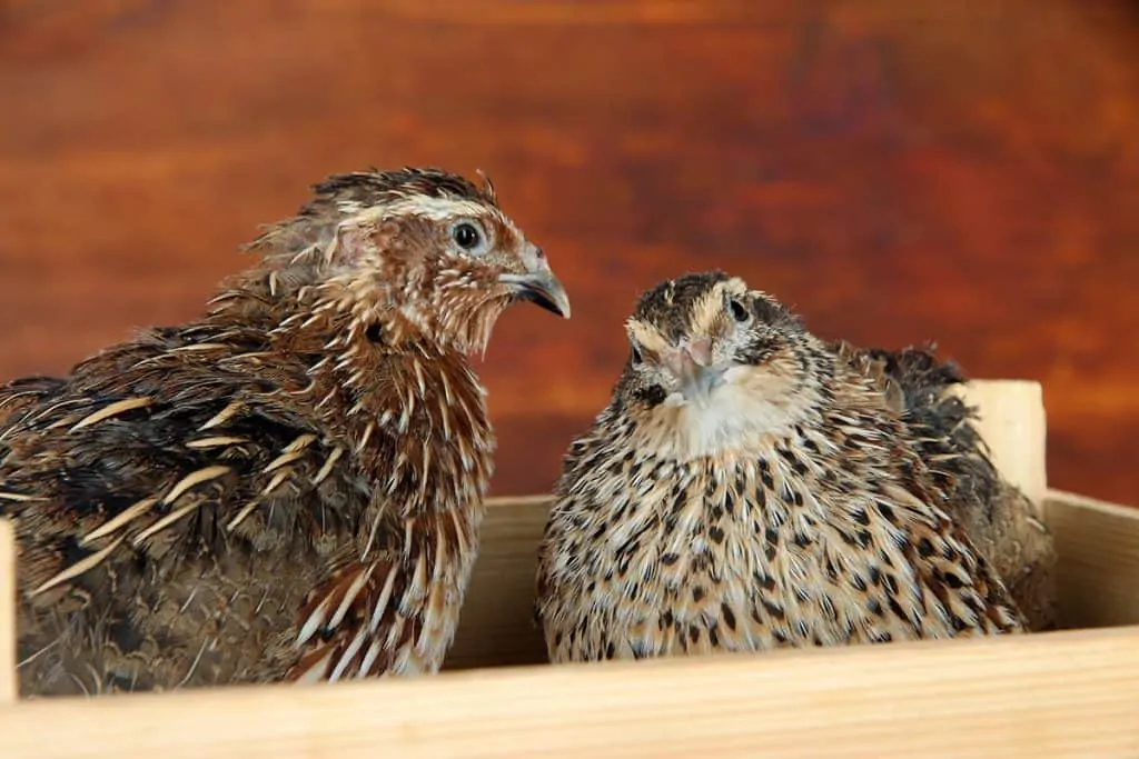 how-loud-are-quails-poultry-parade