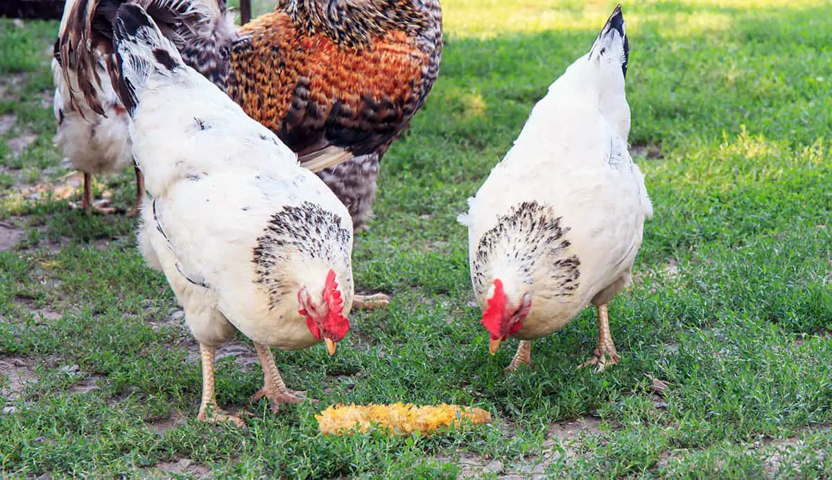 Hens are eating corn cob in the courtyard. Poultry farming in the countryside.