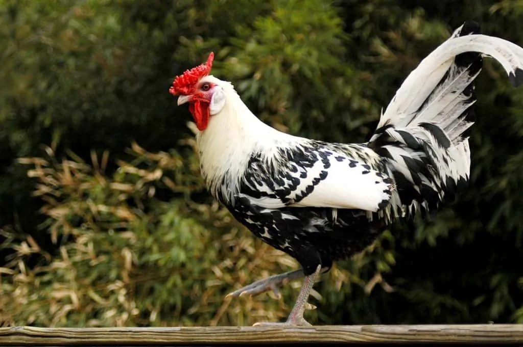 Hamburg rooster