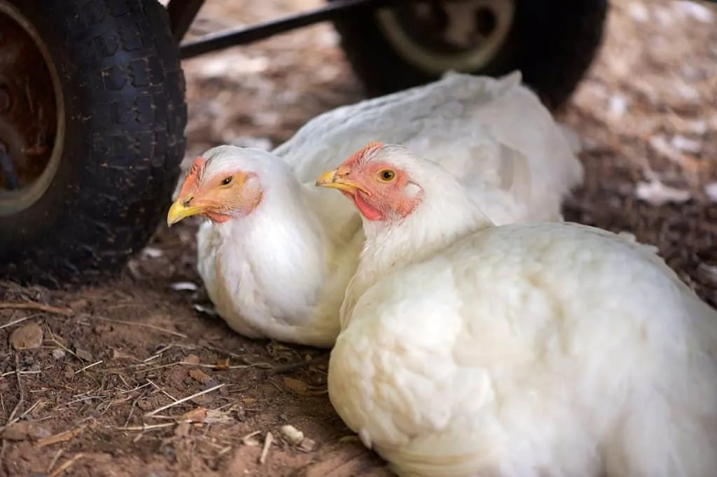 Leghorn hens