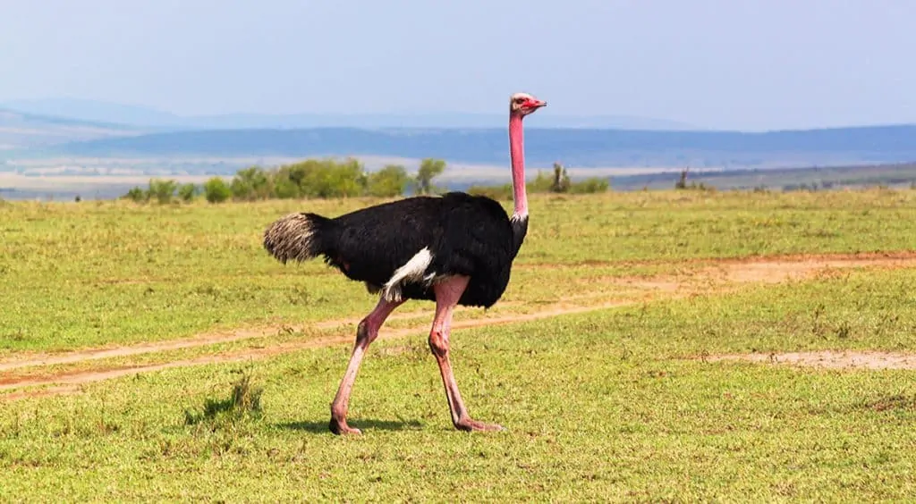 bonbon ostrich