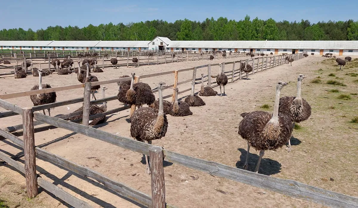 Ostrich Farming