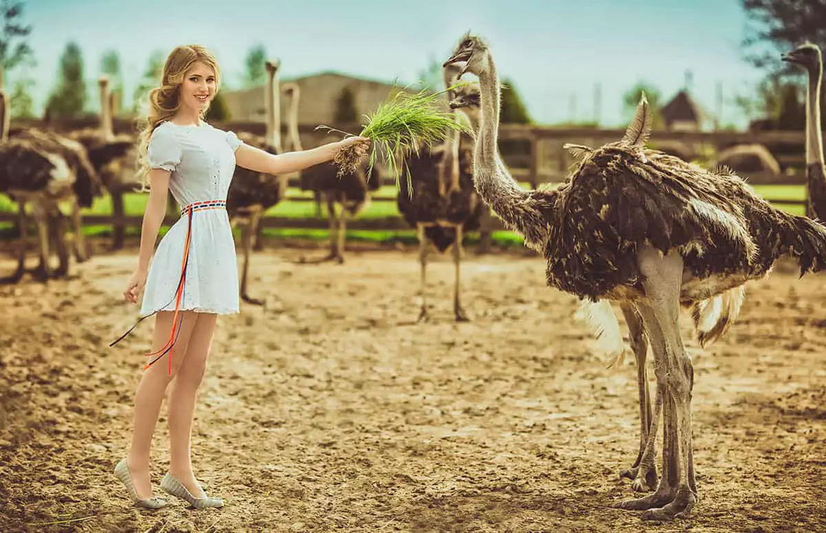 Ostrich farm girl