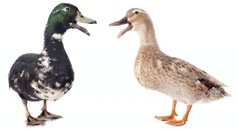 Two Quacking Ducks