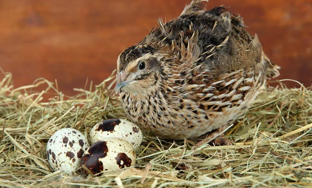 how-to-keep-quail-all-you-need-to-know-poultry-parade