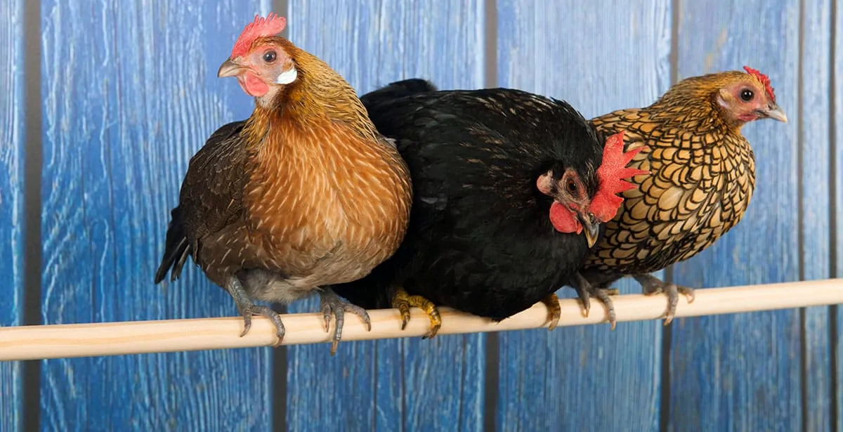 Roosting Chickens