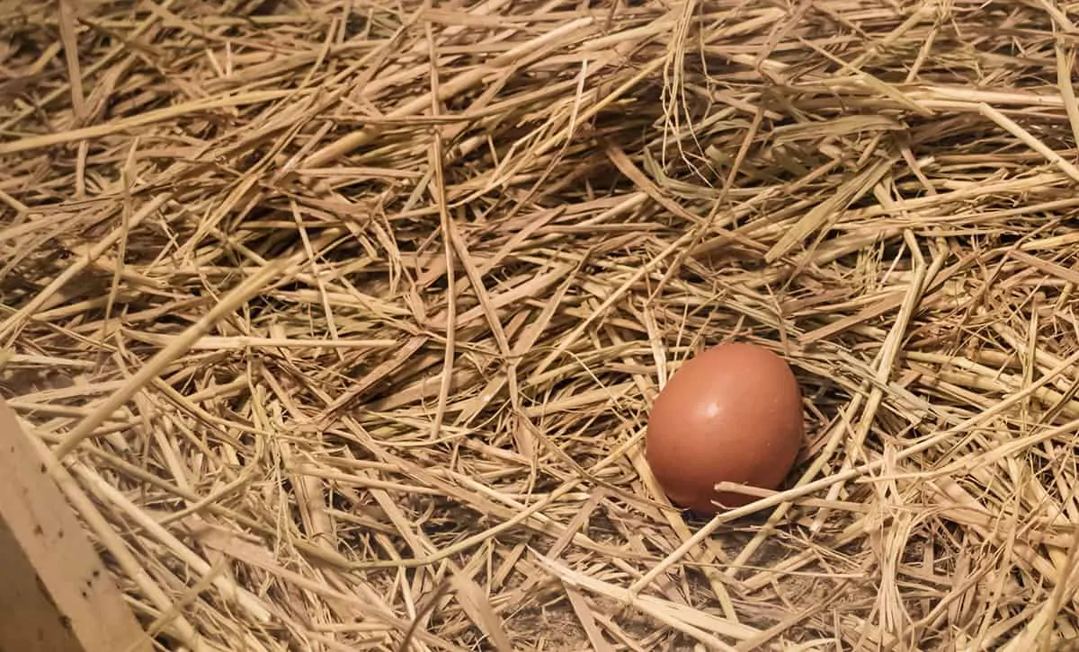 An egg in chicken nest