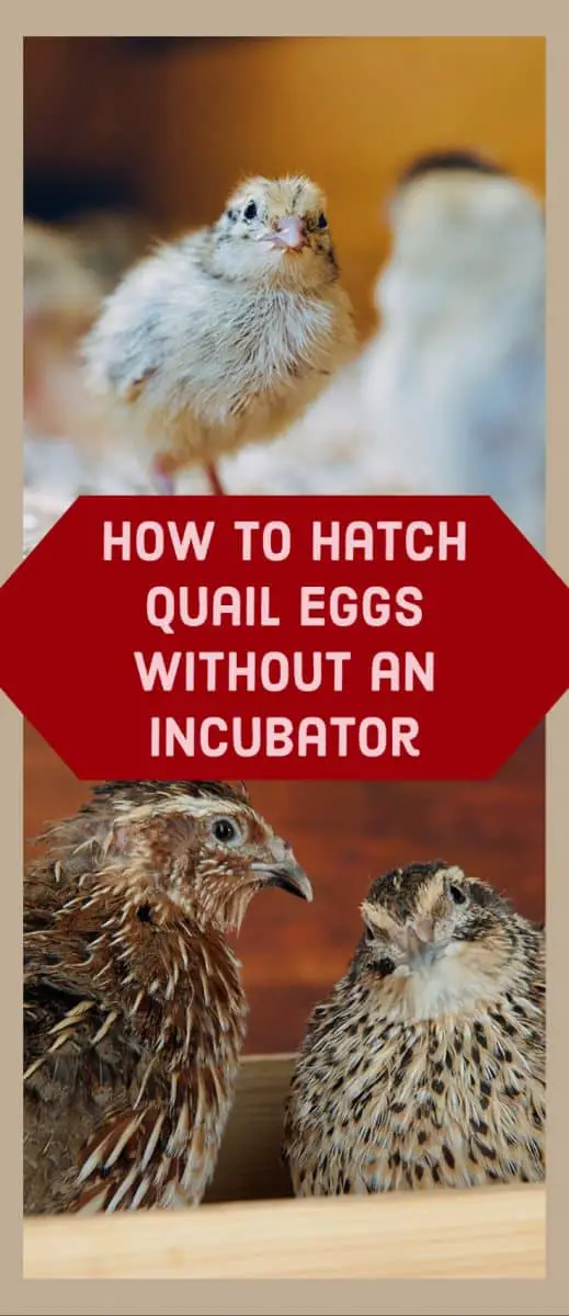 How to Hatch Quail Eggs Without an Incubator - Poultry Parade