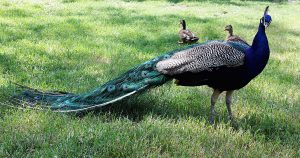 How to Keep Peacocks from Flying Away - Poultry Parade