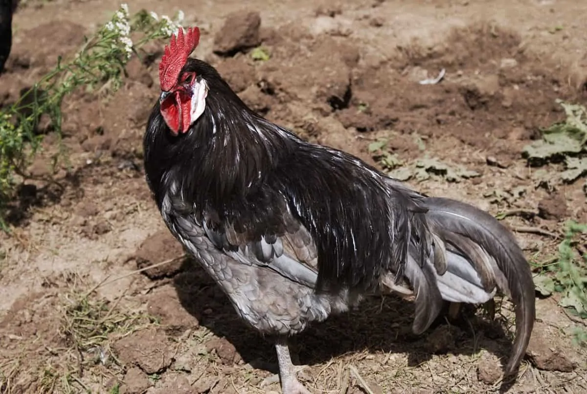 Andalusian Blue chicken rooster