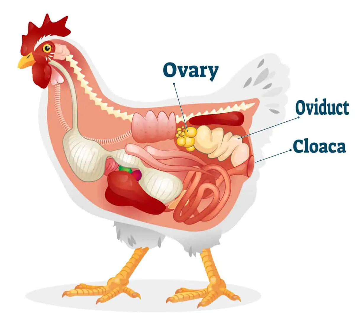 Chicken Reproductive System