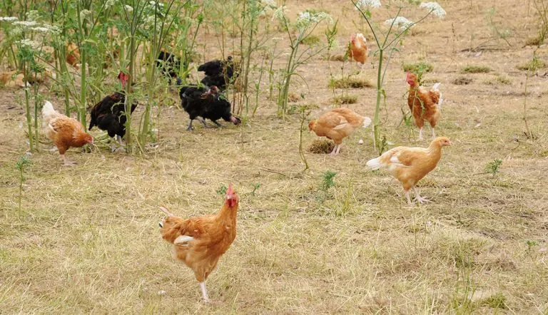 5 Great Chicken Breeds For the Desert - Poultry Parade