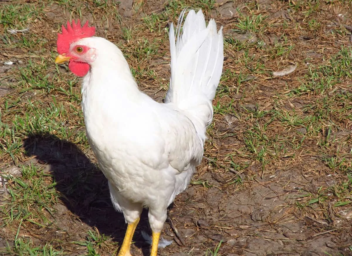 Leghorn chicken