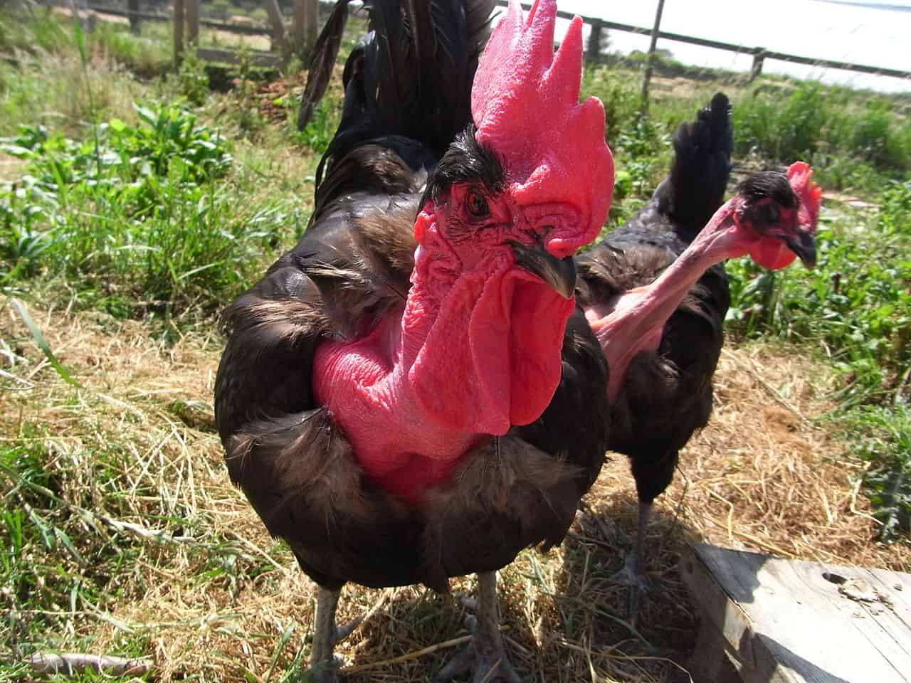 5 Great Chicken Breeds For The Desert Poultry Parade