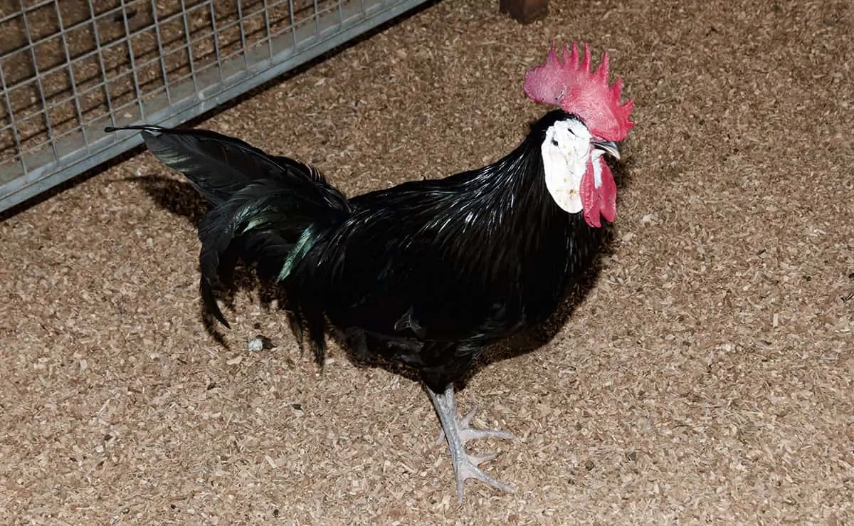 White-Faced Black Spanish Chicken