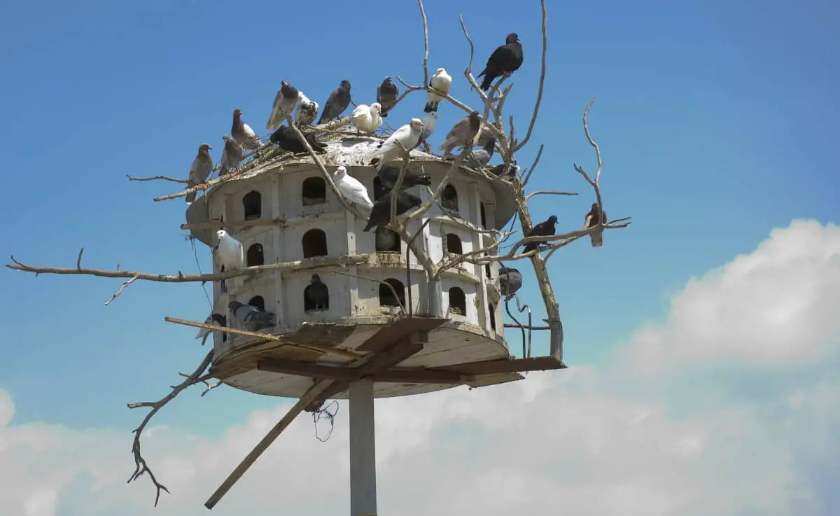 Doves in dovecot / pigeon house