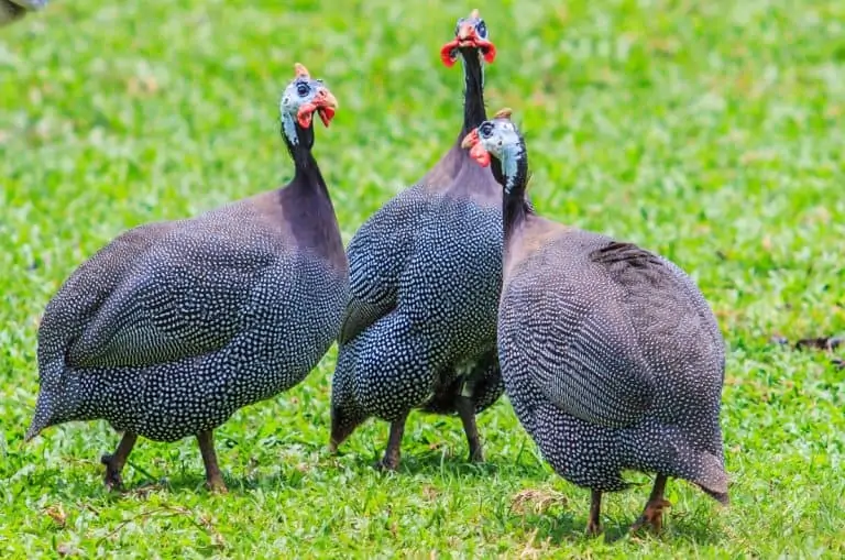 How Many Guinea Fowl Should You Get? Well, What's Their Purpose