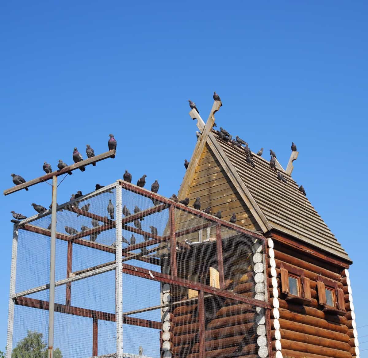 Pigeon loft