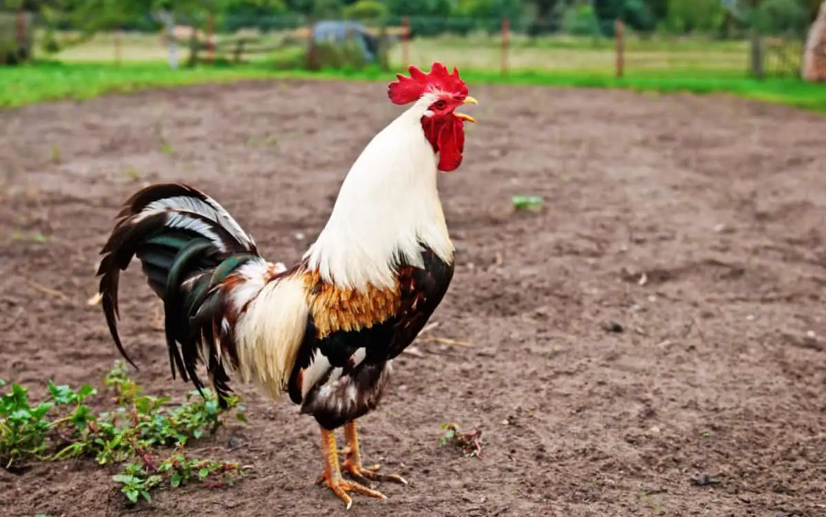 Do I Need a Rooster? Pros and Cons of Adding a Rooster to the Flock ...