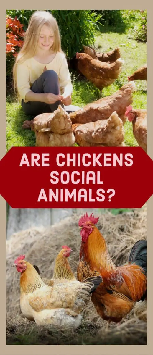 are-chickens-social-the-social-life-of-chickens-poultry-parade