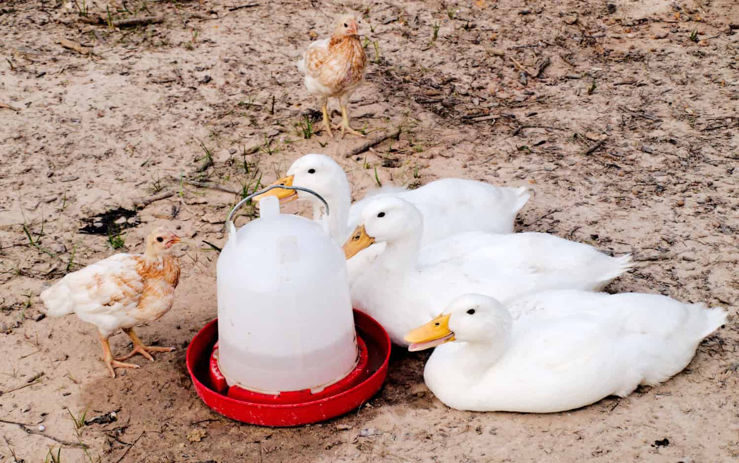 Keeping Chickens and Ducks Together | How To Do it Right - Poultry Parade