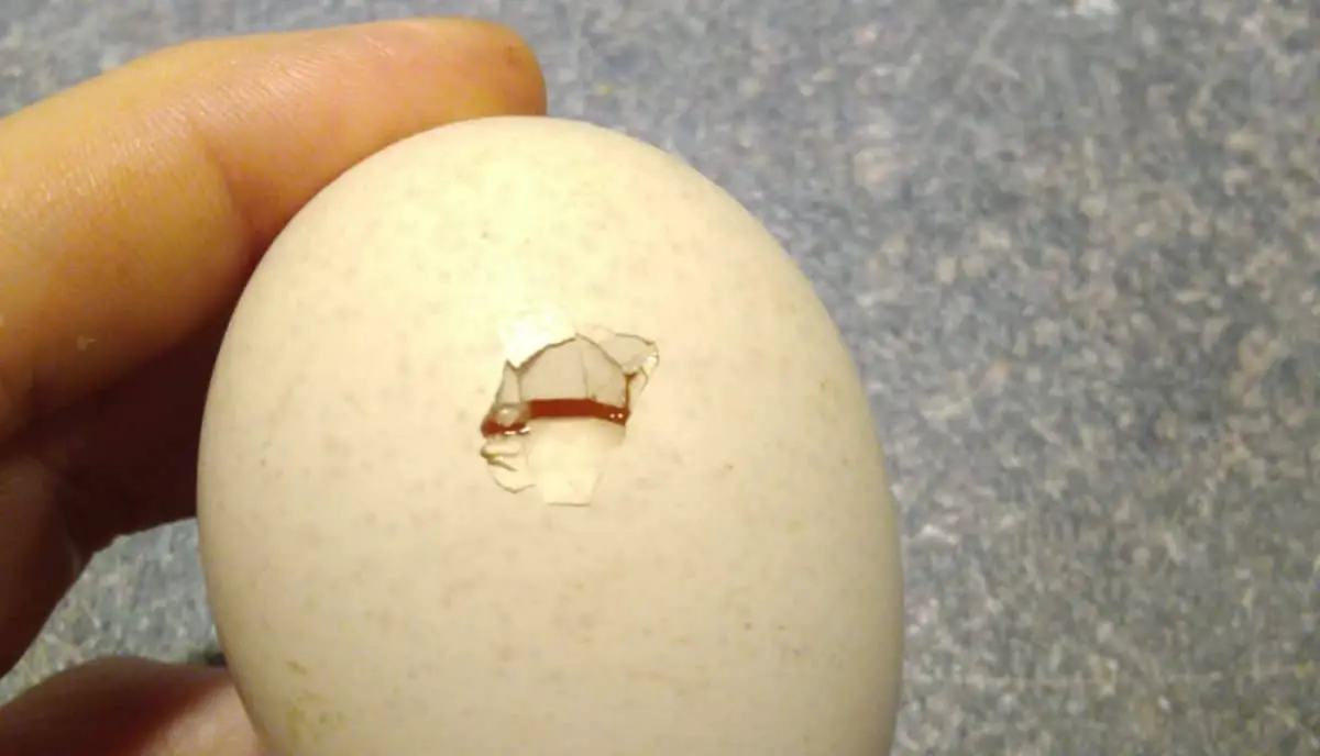 Hole in egg