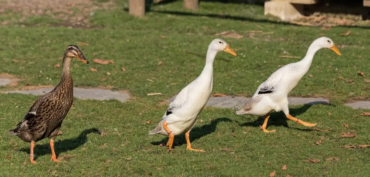 Indian Runner Ducks