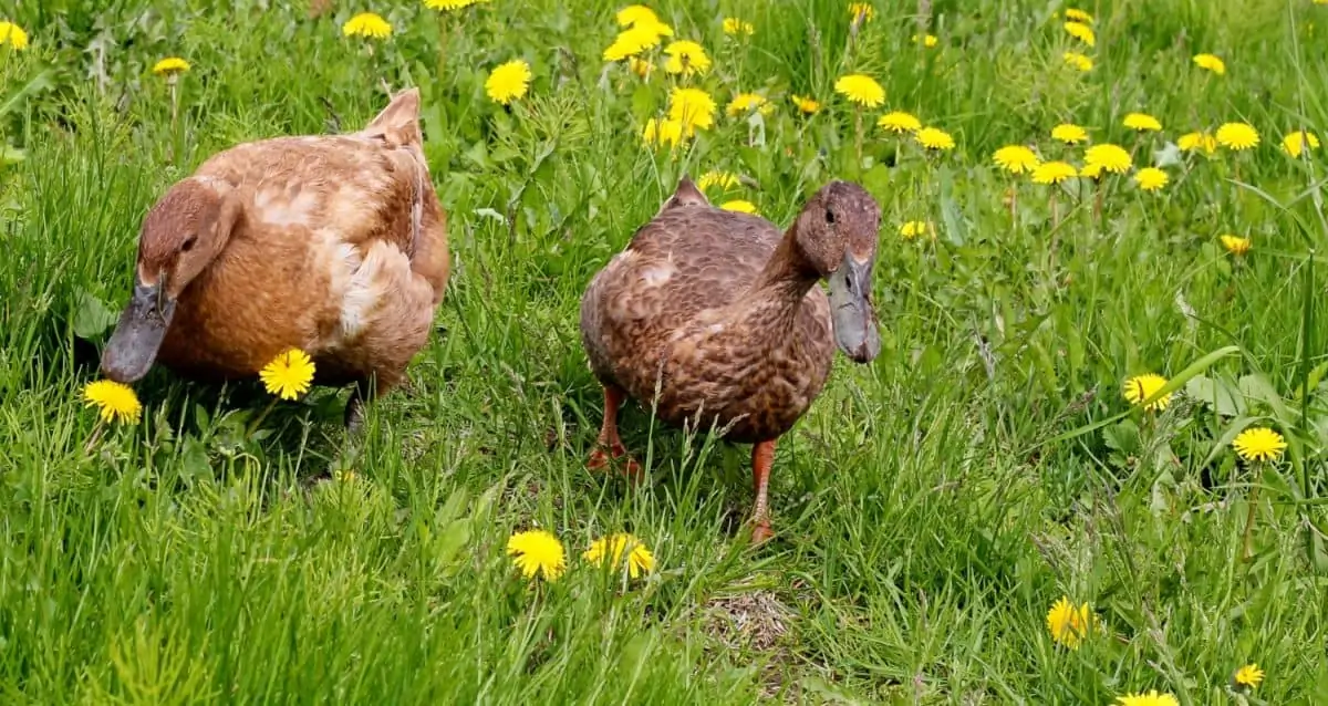 Khaki Campbell Ducks