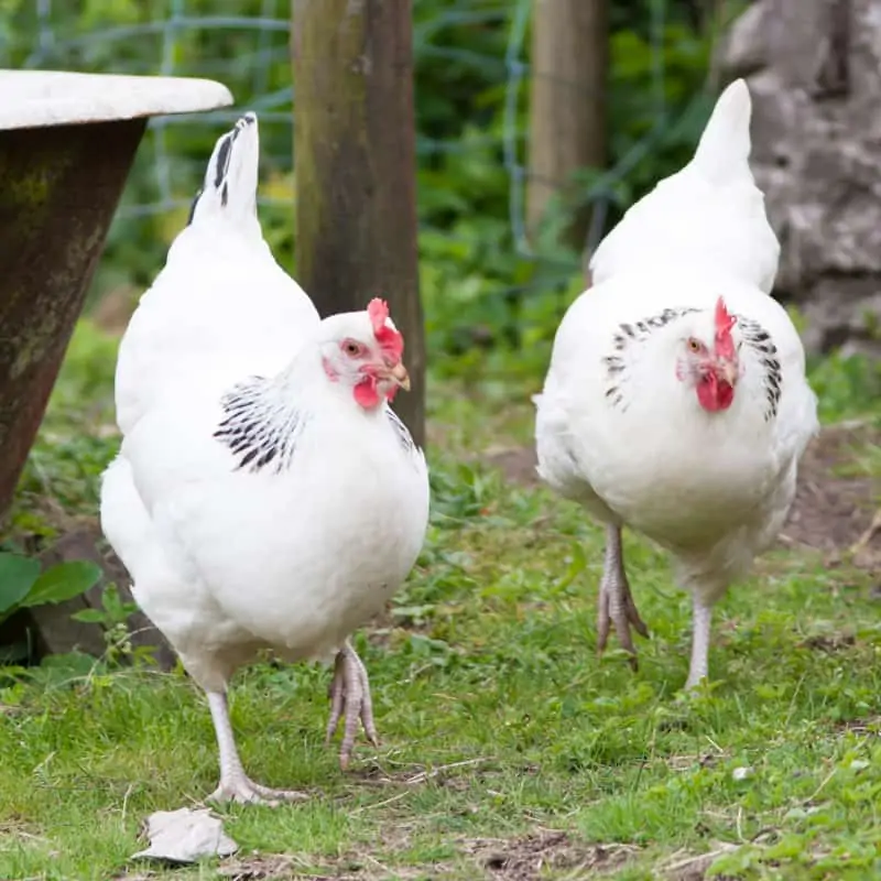 Can You Breed Cornish Cross Chickens Yourself? - Poultry Parade