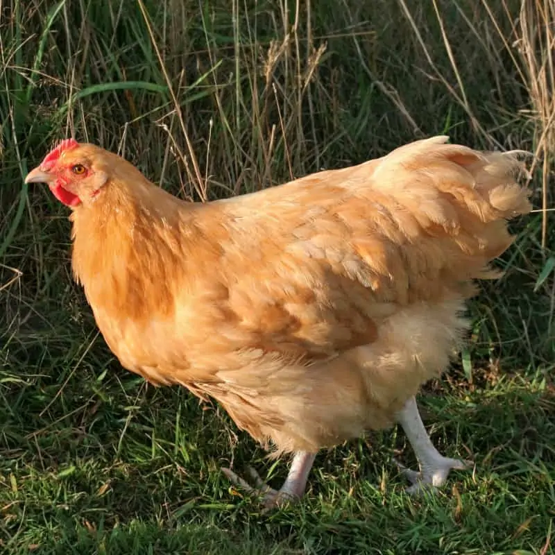 Orpington Chicken