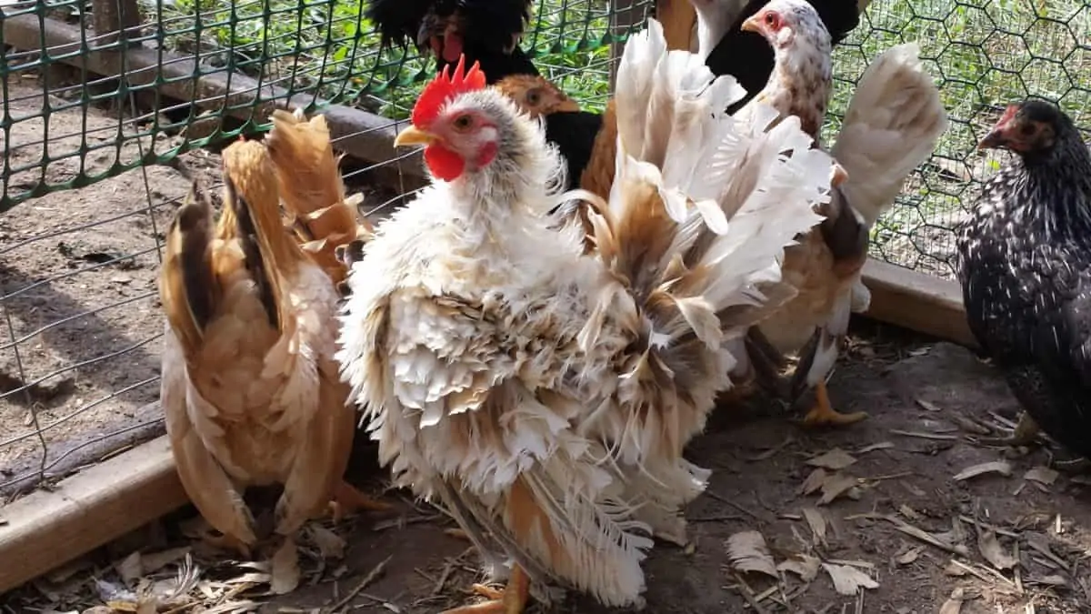 Serama Chickens