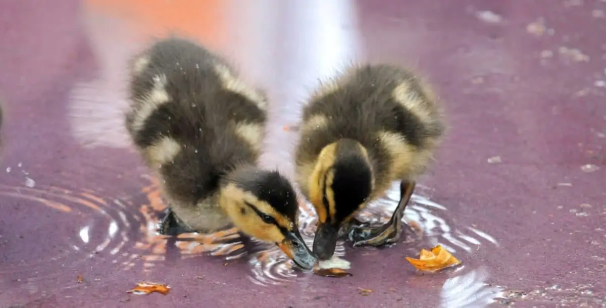 Ducklings