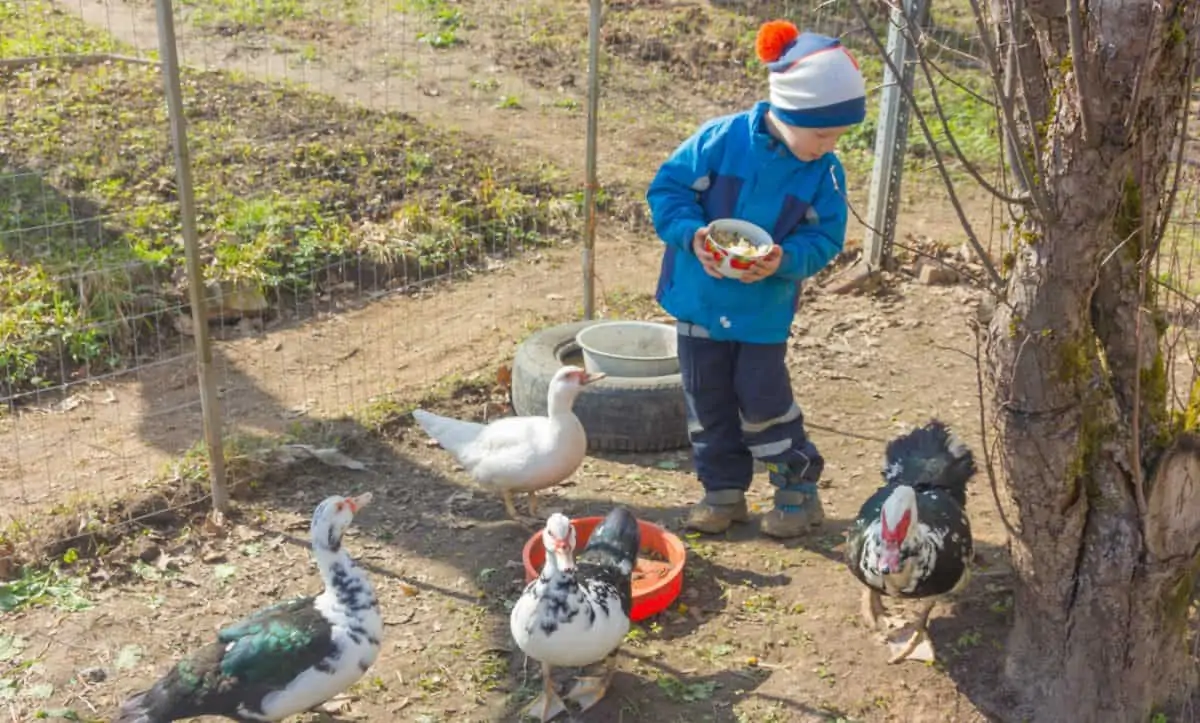 Child with ducks