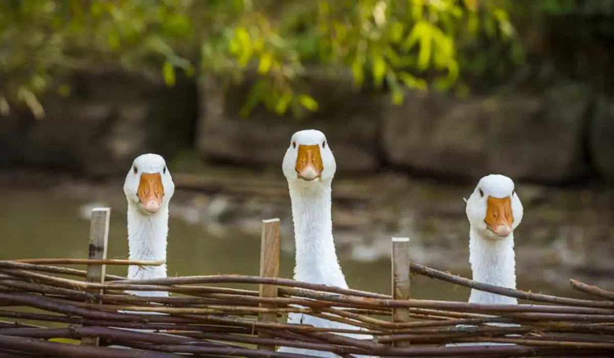 how-to-keep-and-raise-geese-a-complete-guide-poultry-parade