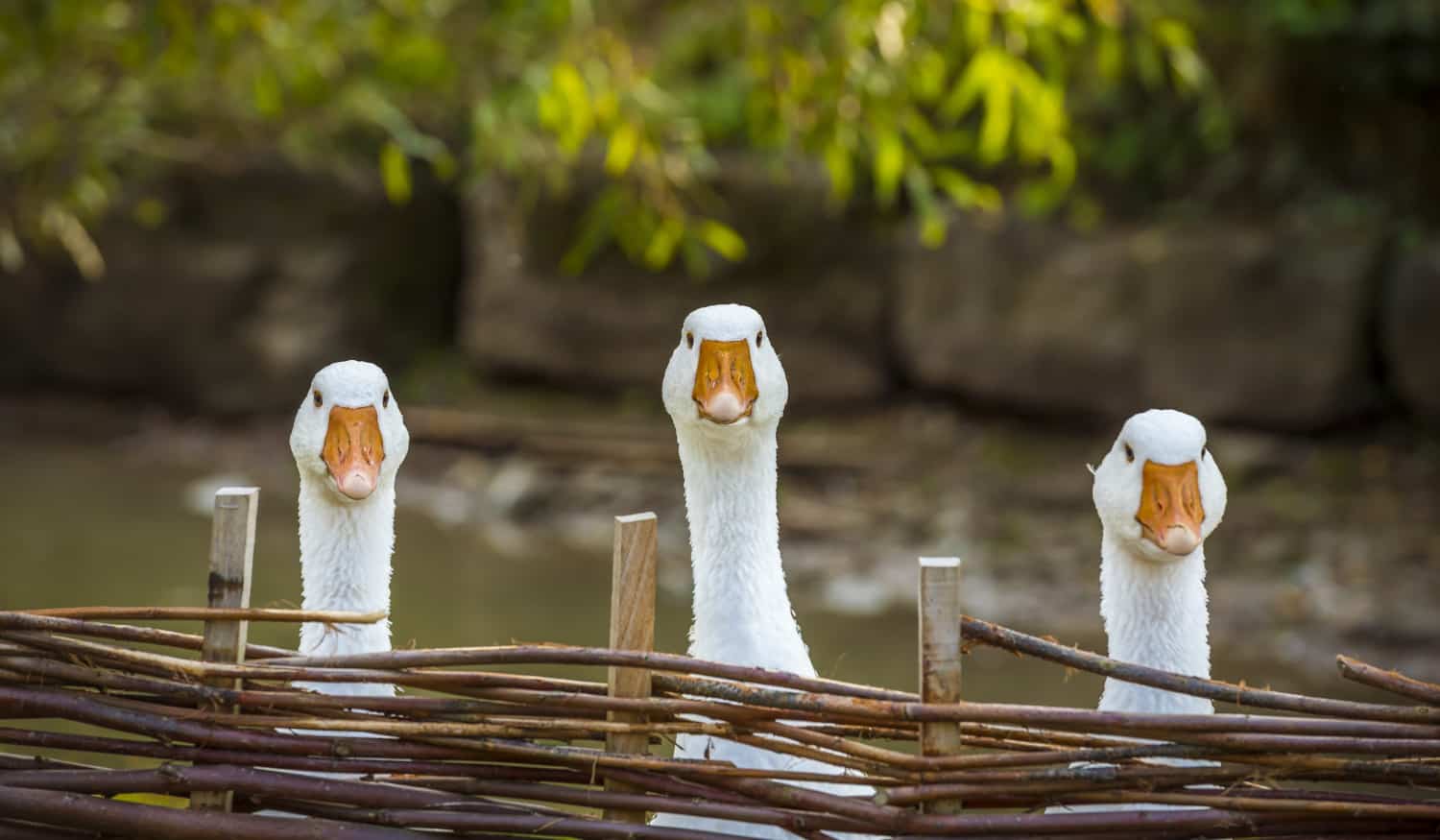 Keeping geese