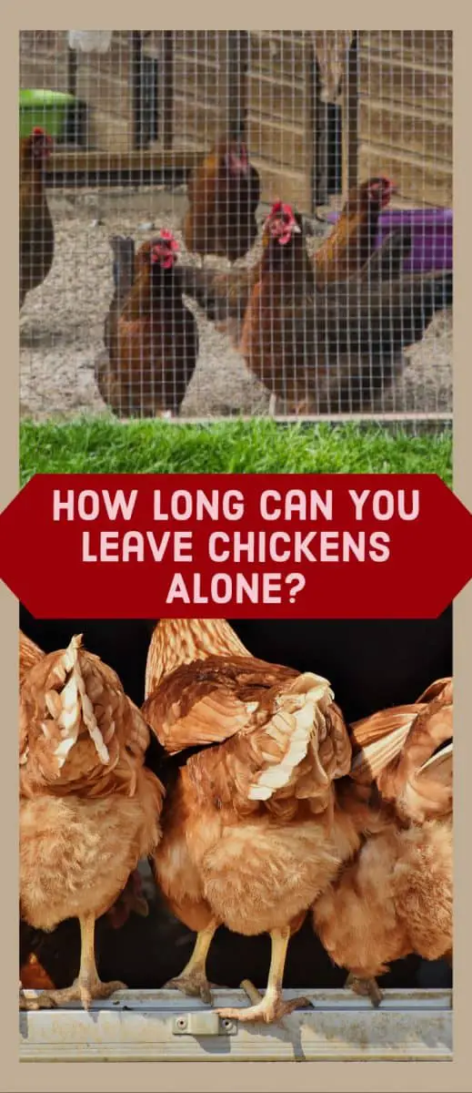 planning-your-trip-how-long-can-you-leave-chickens-alone-poultry-parade