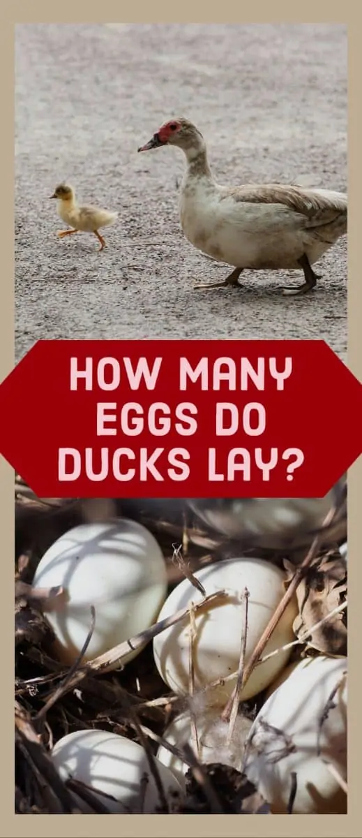 how-many-eggs-do-ducks-lay-poultry-parade