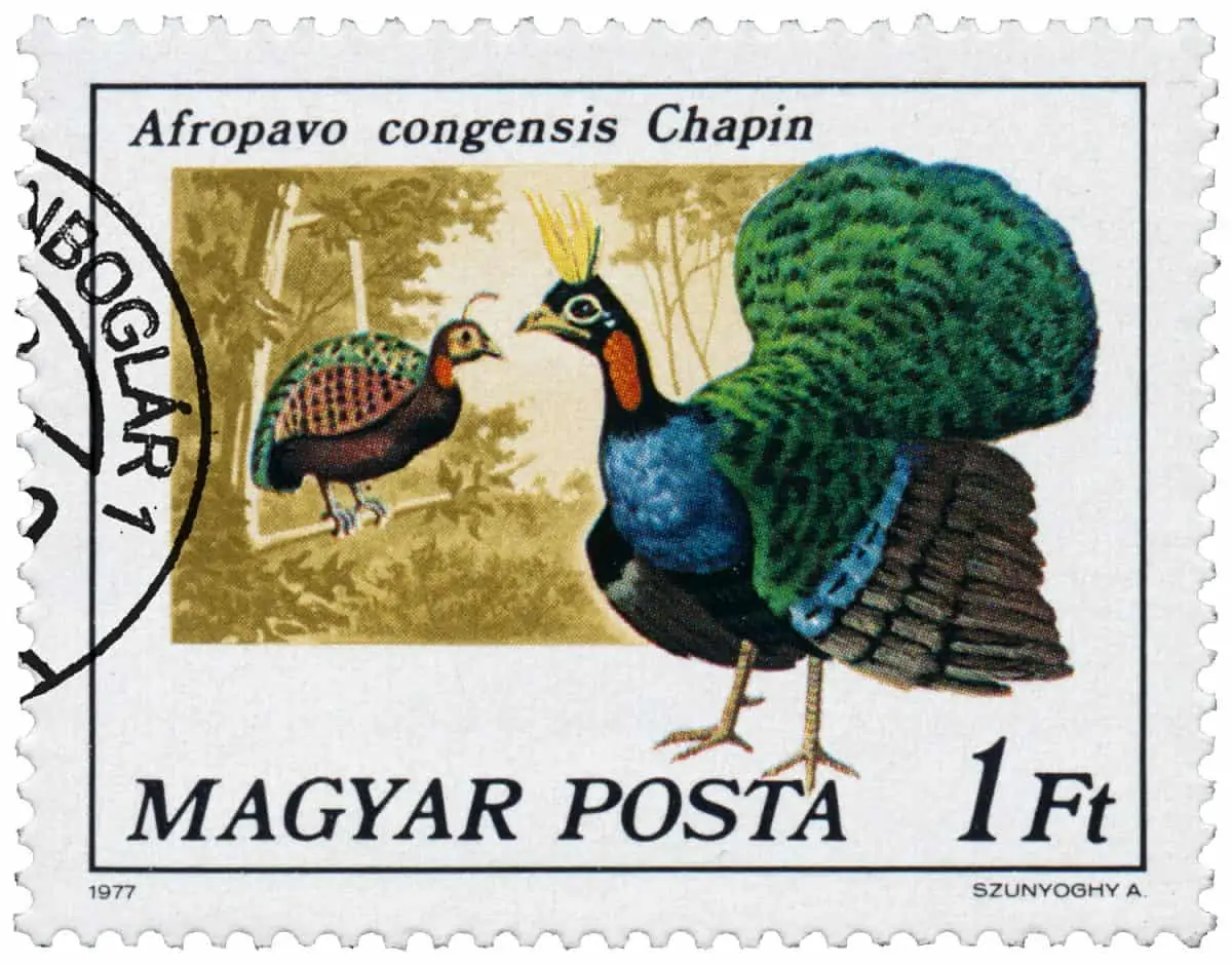 Congo Peafowl