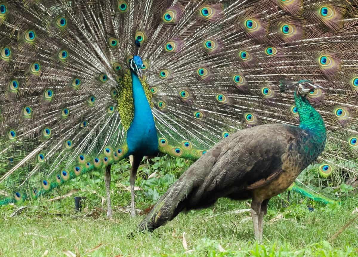 Indian Peafowl