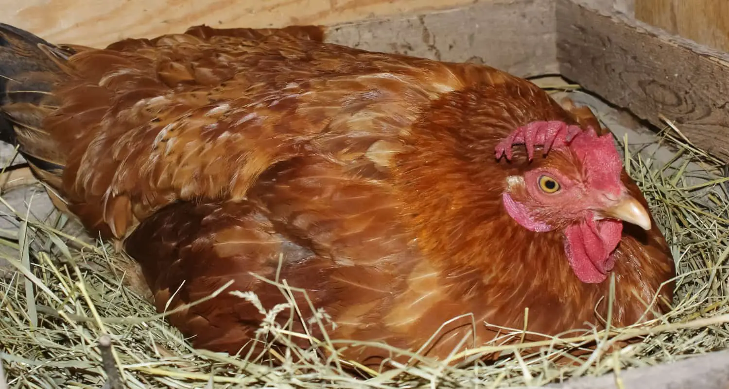 Chicken in nest