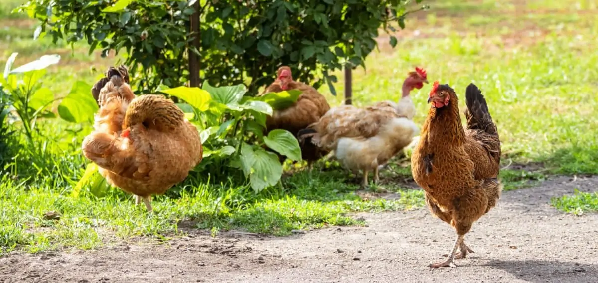 Chickens in Garden