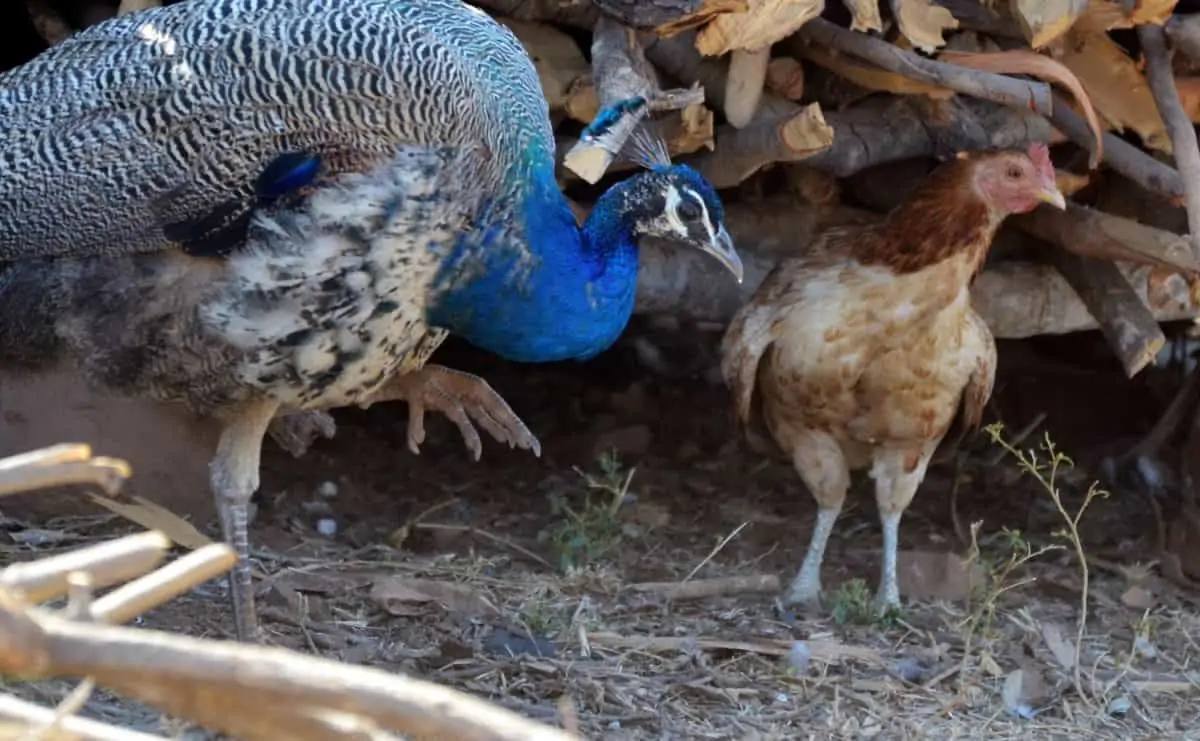 Peafowl