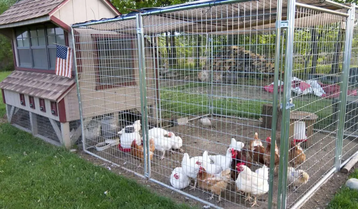 Chicken Coop