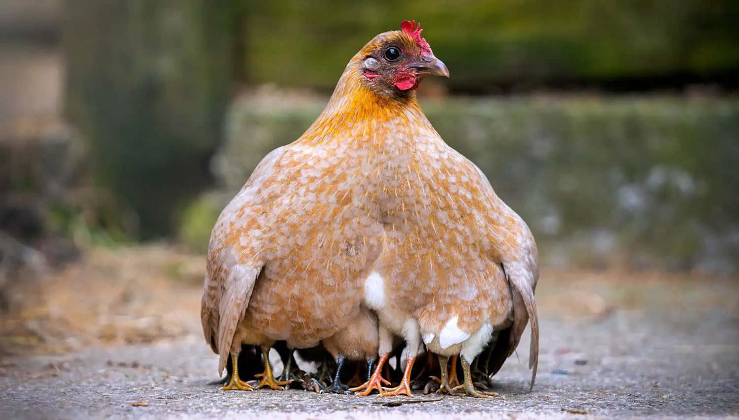 Chicken and Her Chicks