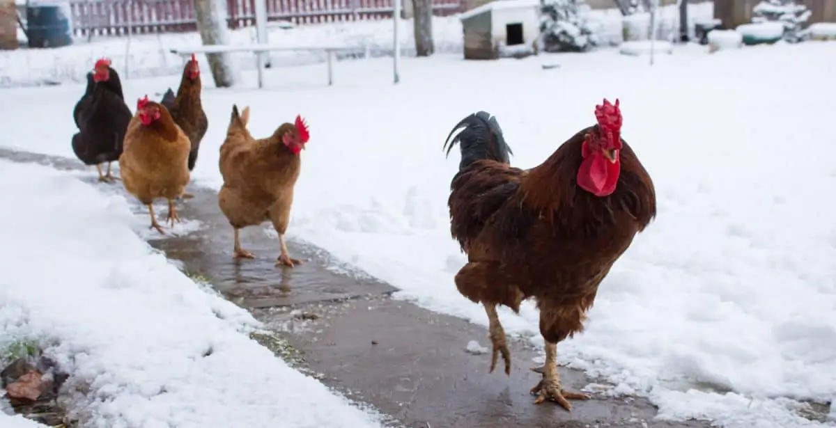 Chickens Winter